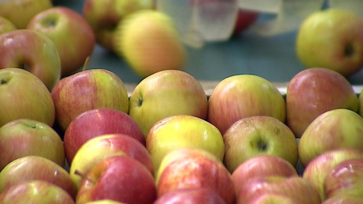 Szwecja: 19 ton polskich jabłek wycofano ze sprzedaży