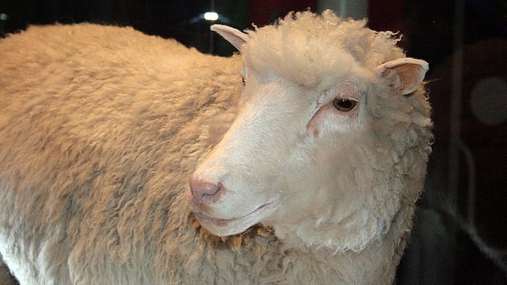 Owieczka Dolly przyszła na świat 20 lat temu