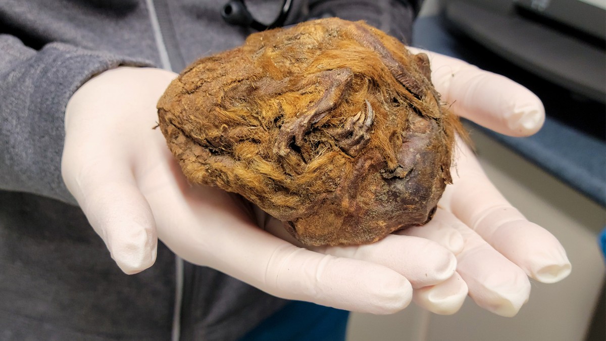 Kanada: Znalazł na polu futrzaną kulkę. Naukowcy przedstawili teorię