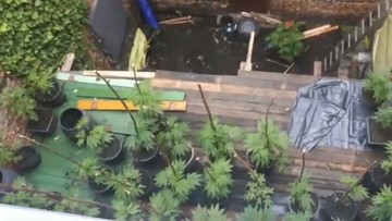 Użyli drona, wykryli plantację marihuany na dachu