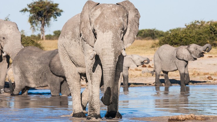 Tajemnicza śmierć setek słoni. Naukowcy szukają przyczyn