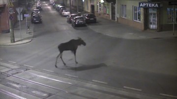 Łoś przemierzał nocą ulice w centrum Bydgoszczy. Nagrały go kamery monitoringu