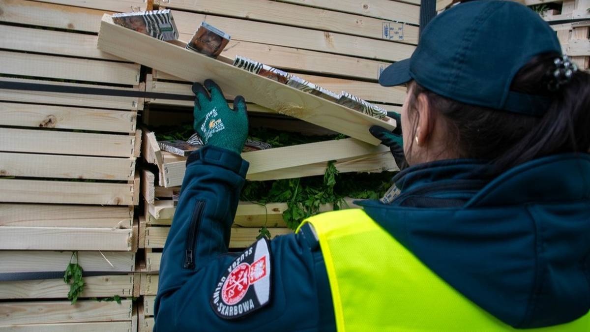 Celnicy wykryli przemyt papierosów. Kontrabandę ukryto w natce pietruszki