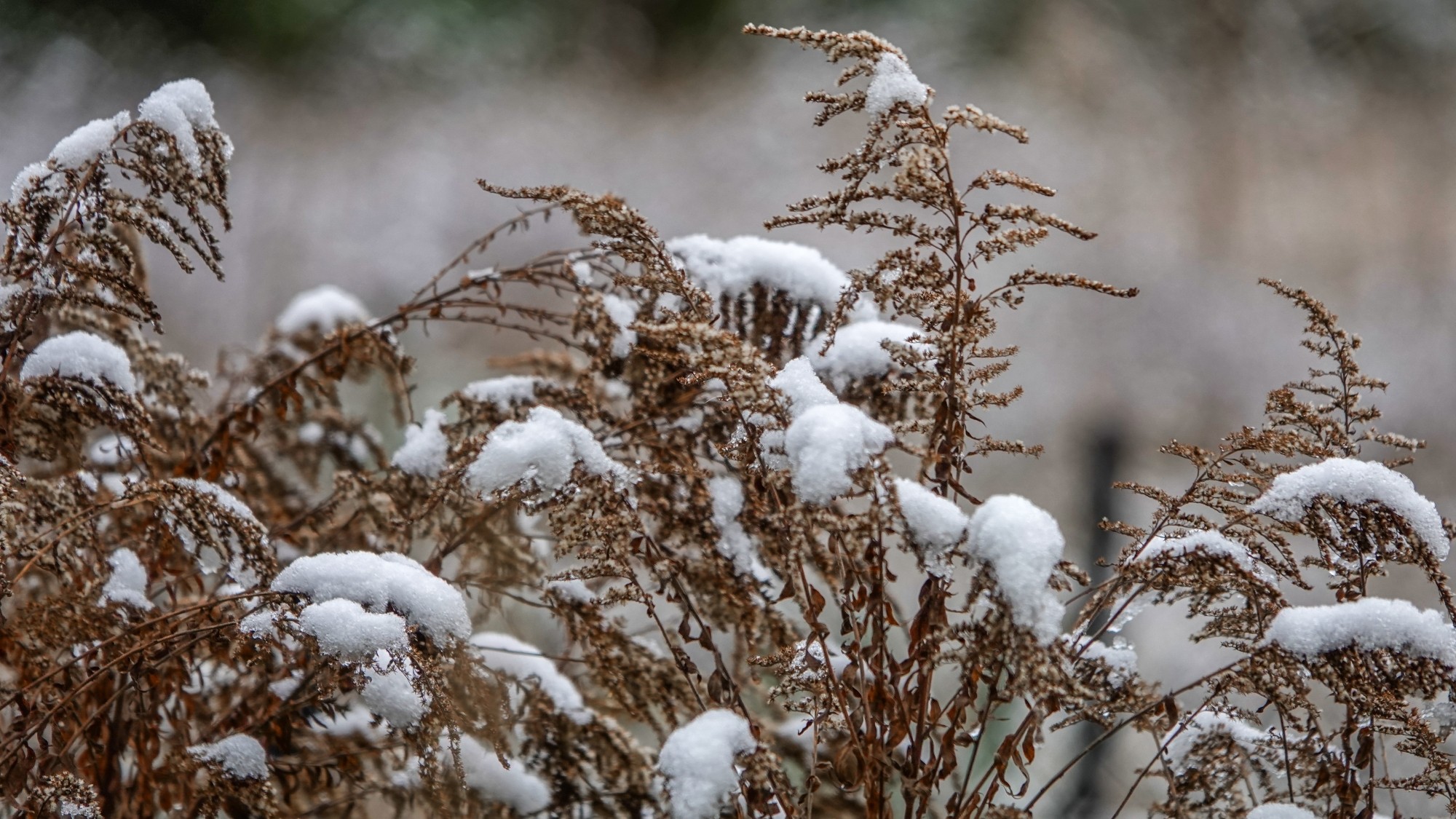 Pierwszy śnieg - zdjęcie 18
