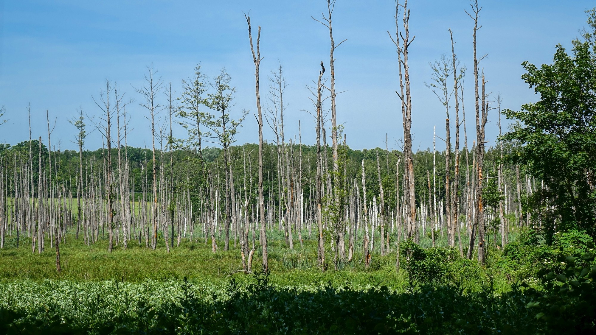 Uroki lata za miastem - zdjęcie 18