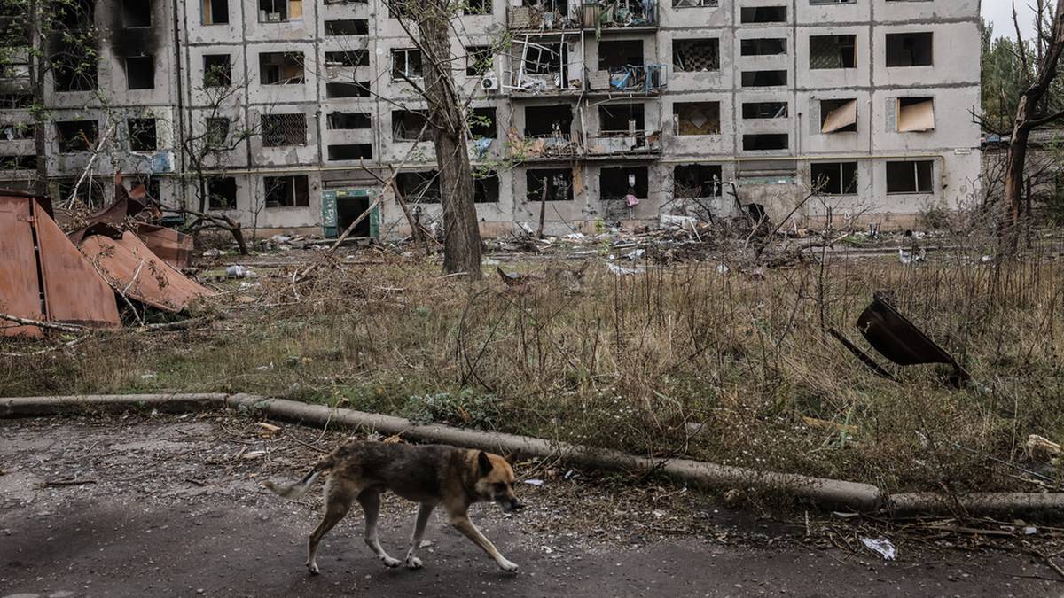 Pies przemierza zniszczoną ulicę w pobliżu zrujnowanego bloku mieszkalnego w Ukrainie.