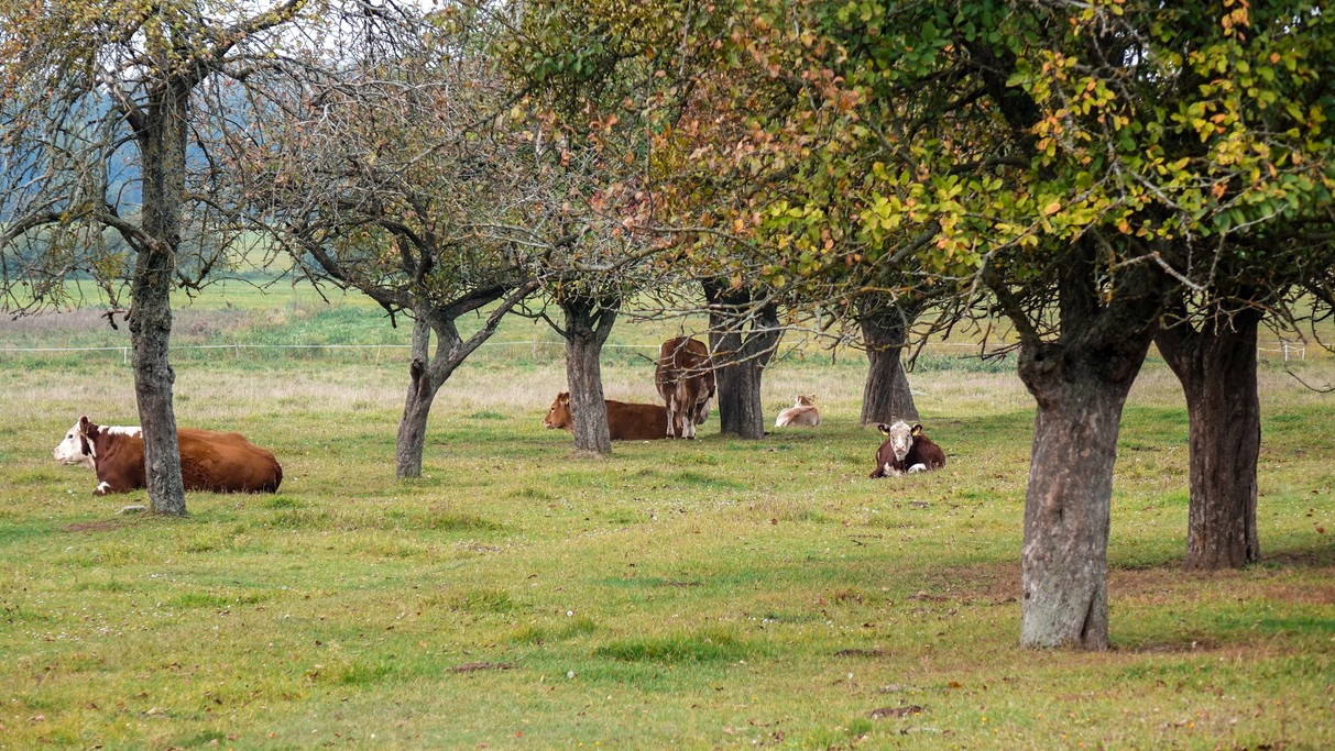 Jesienne krajobrazy za miastem - zdjęcie 12