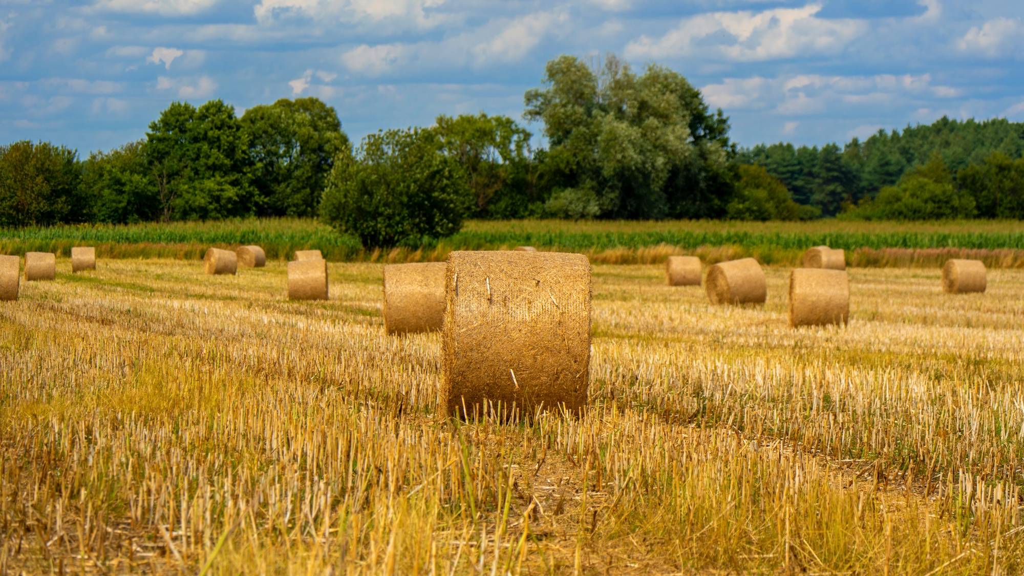 Kolory lata - zdjęcie 8