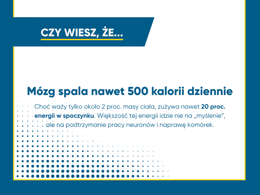 Mózg zużywa znaczną część energii w organizmie