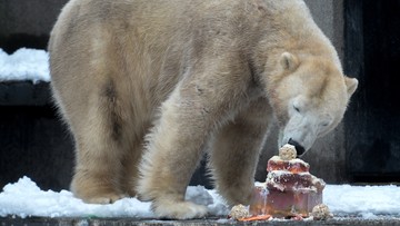 Urodziny Gregora i Auleta. Warszawskie niedźwiedzie polarne mają już po 6 lat