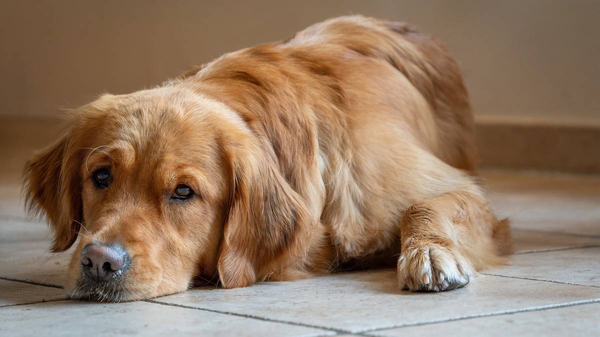 Golden retriever