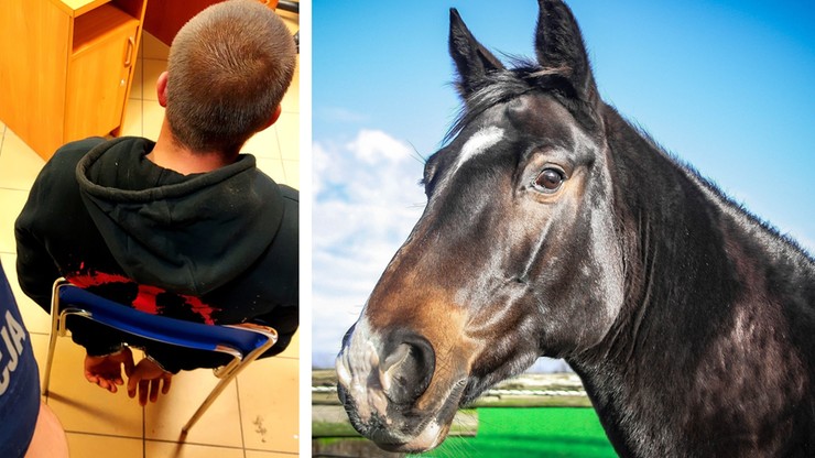 Mazowieckie: 21-latek ukradł konia i uderzył go siekierą w łeb. Później uciekł przez okno