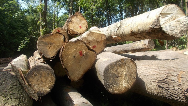 Projekt PiS dot. wycinki drzew na razie pozostanie w komisji