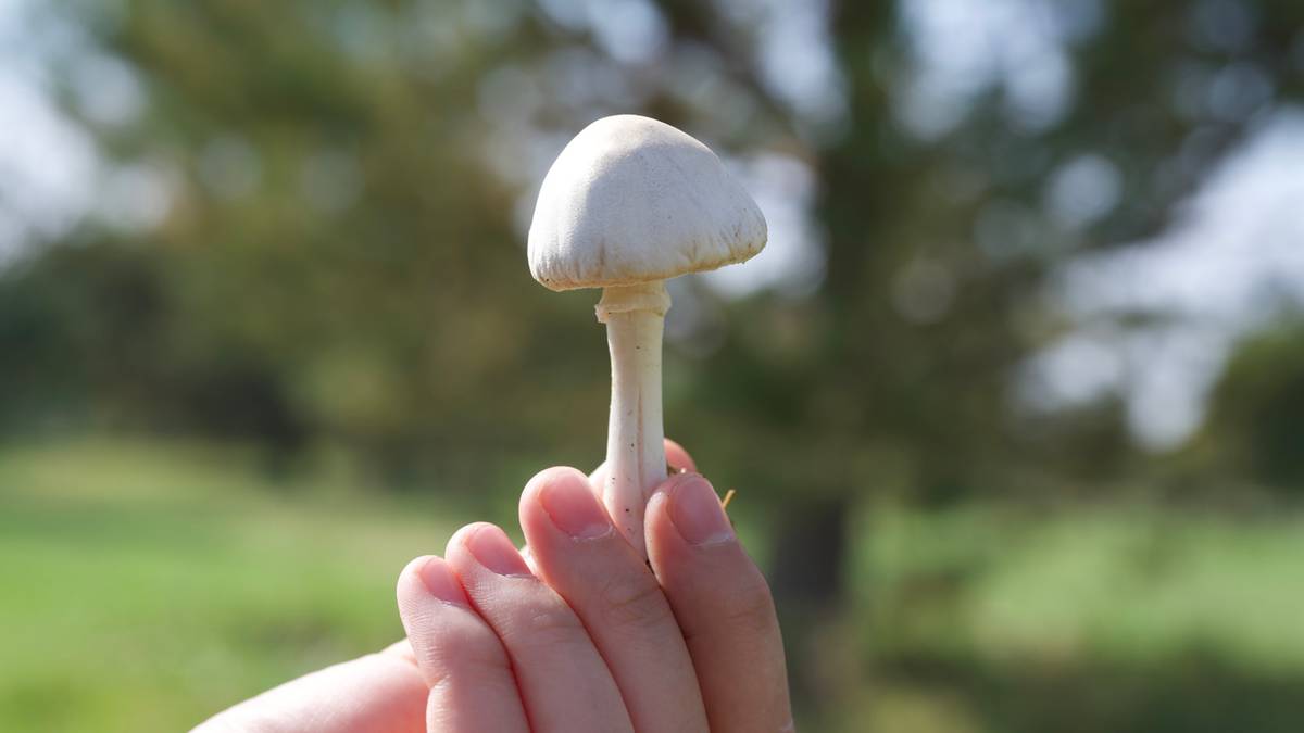 Nie pomyl tego grzyba z pieczarką. Konsekwencje mogą być tragiczne