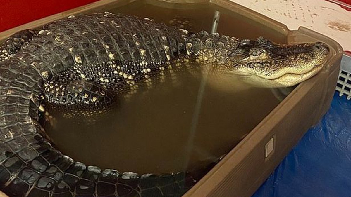 Przez 10 lat mieszkał w piwnicy. Ogromny aligator zabrany przez służby