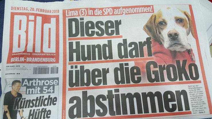 Tabloid "Bild" zarejestrował psa jako członka SPD. Zarząd partii zapowiedział kroki prawne