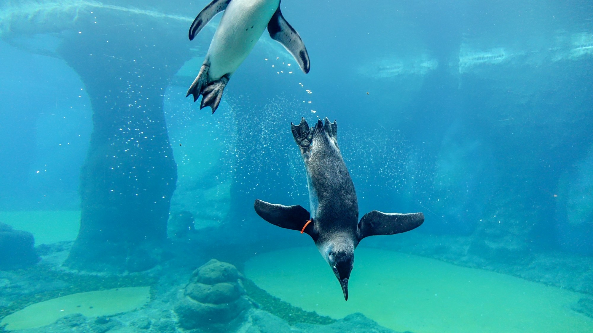 Z kamerą wśród zwierząt - zdjęcie 9