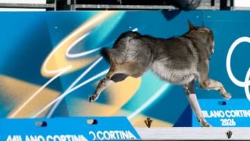 Zawodniczki aż przecierały oczy ze zdumienia! Na trasę biegu wtargnął... pies