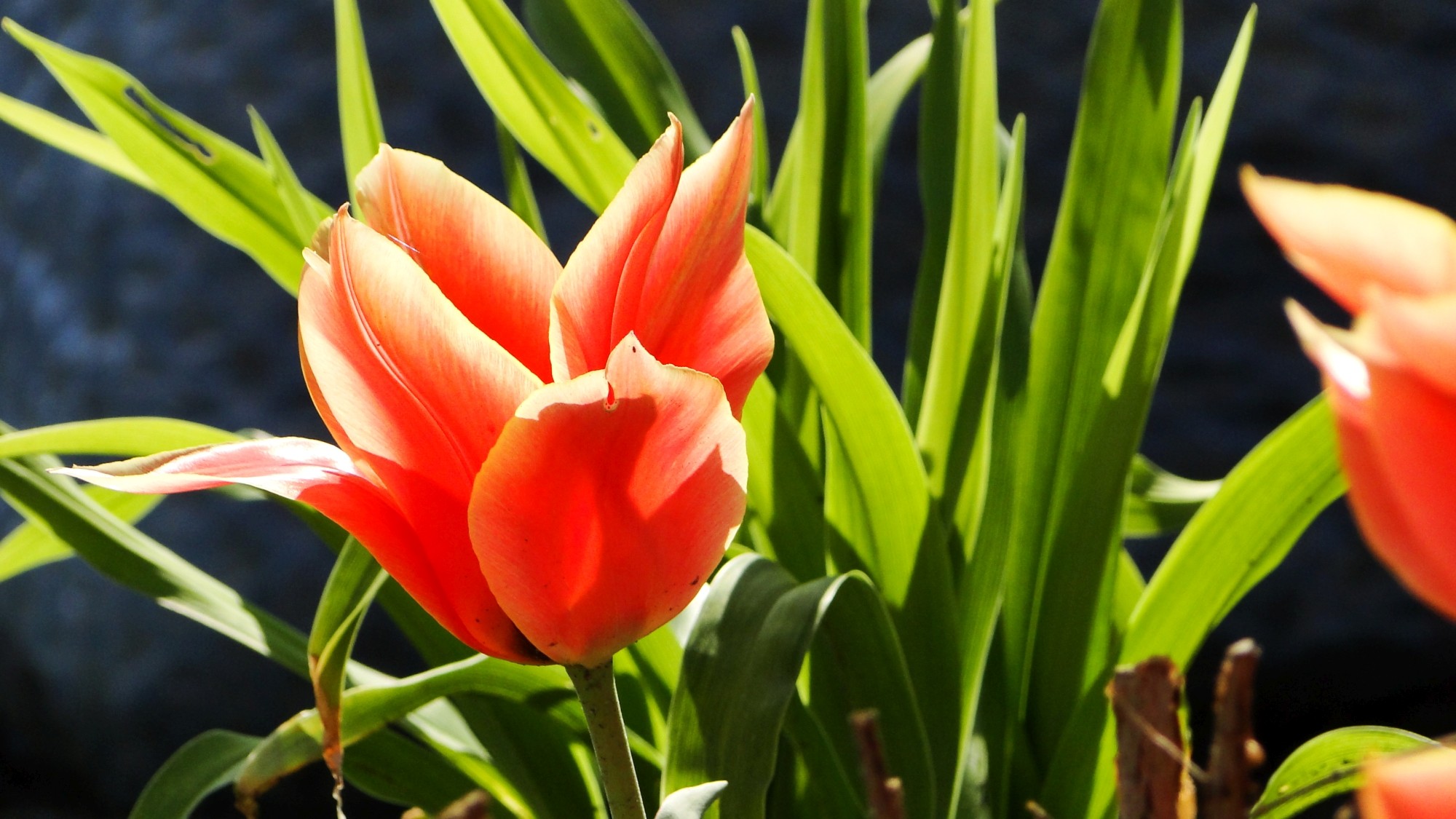 Wiosna radosna - zdjęcie 8