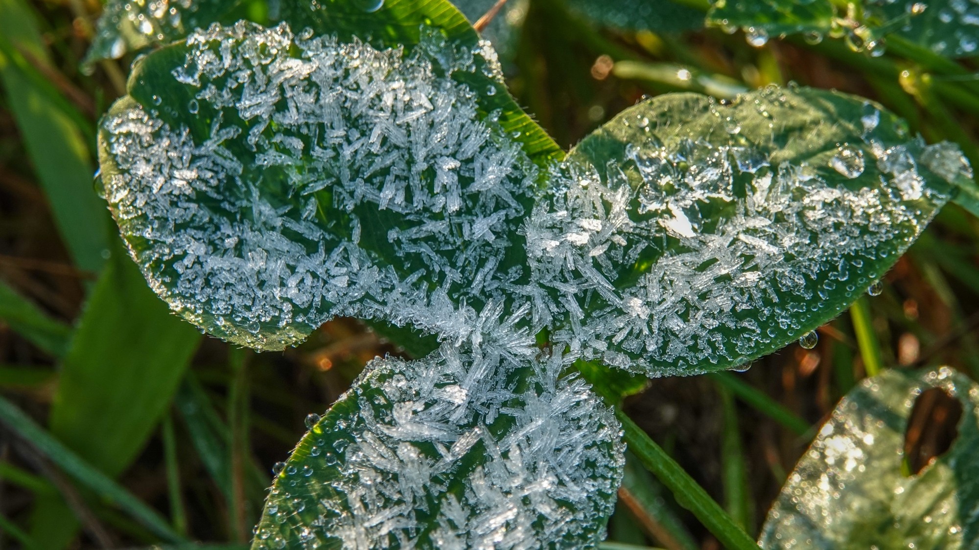 Szron pod lupą - zdjęcie 7
