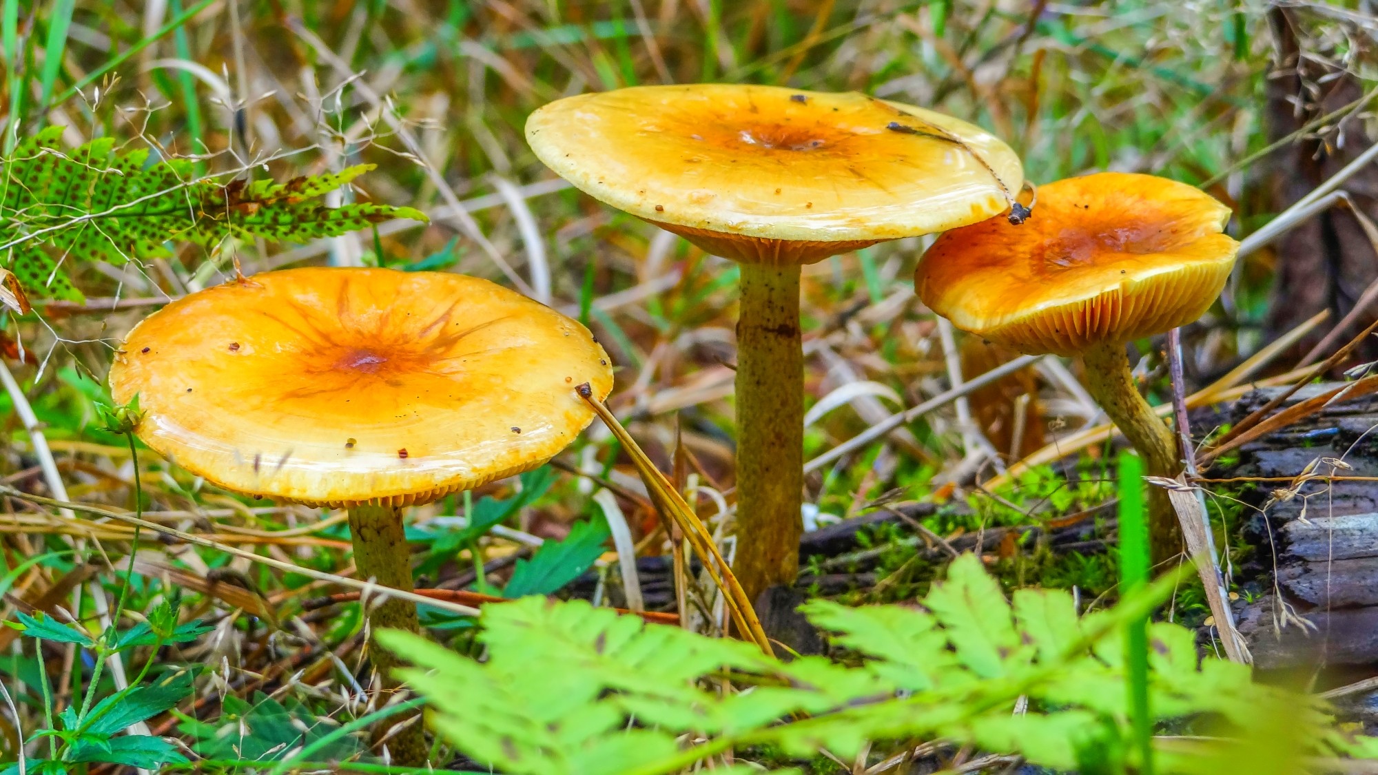 Sezon na grzyby - zdjęcie 20