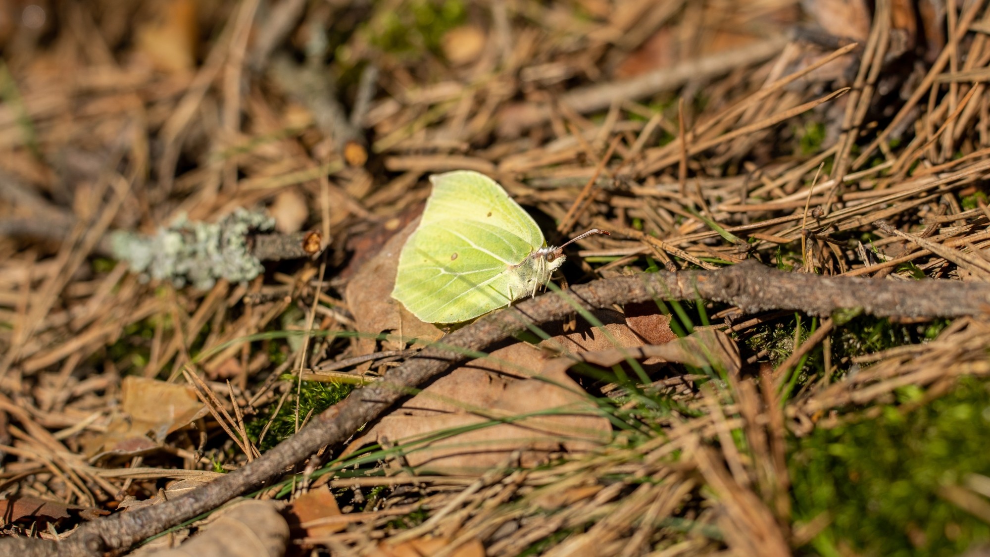 Miejska przyroda - zdjęcie 23