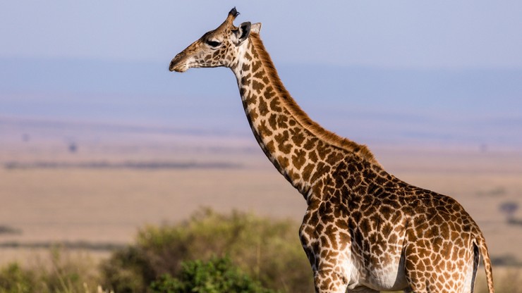 RPA: Tragedia w rezerwacie dzikich zwierząt. Żyrafa zadeptała 16-miesięczną dziewczynkę