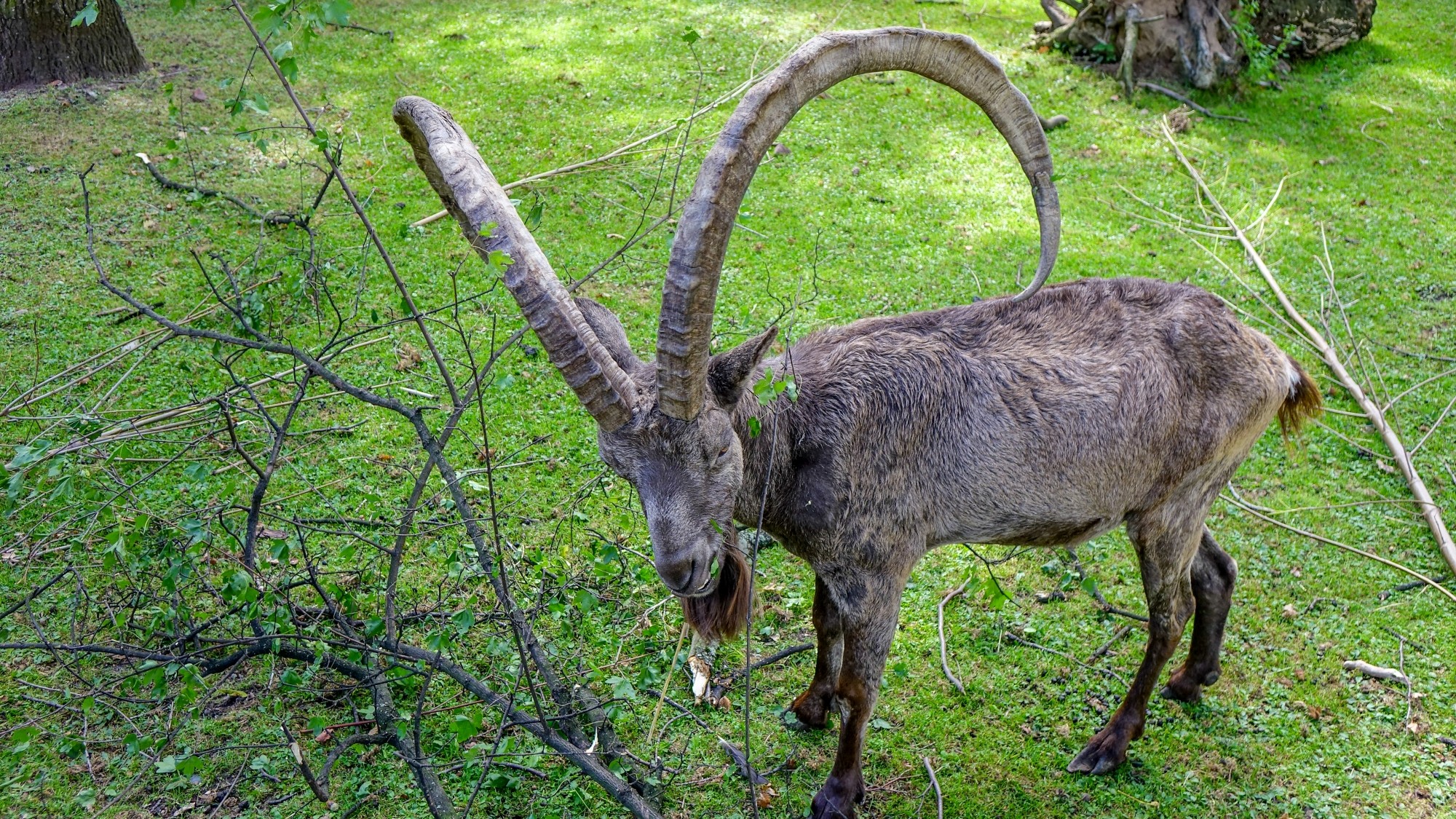 Z kamerą wśród zwierząt - zdjęcie 49