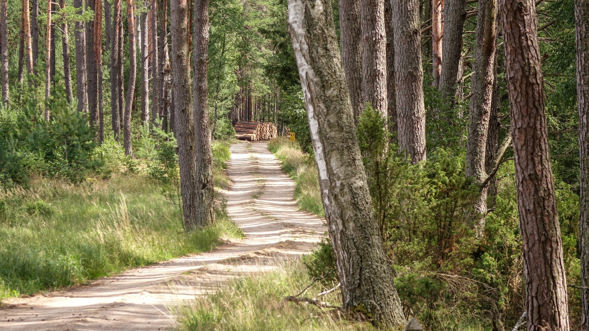 Urocze zakątki w lasach - zdjęcie 81