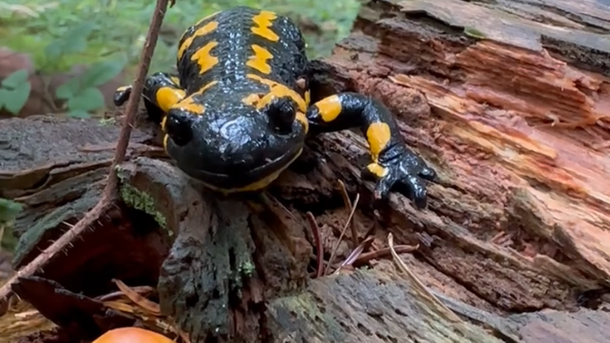 Salamandra plamista to największy płaz ogoniasty w Polsce. Ostrzeżono przed dotykaniem zwierzęcia