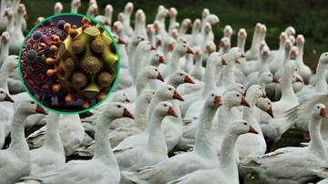 Ptasia grypa atakuje nowe gatunki. WHO: Ogromny powód do niepokoju