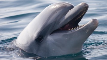Japonia. Atak delfina na pływaków. Jeden z nich trafił do szpitala