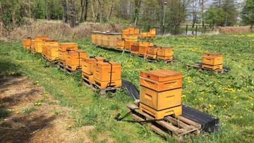 Dwa miliony martwych pszczół. Sprawę wyjaśnia policja