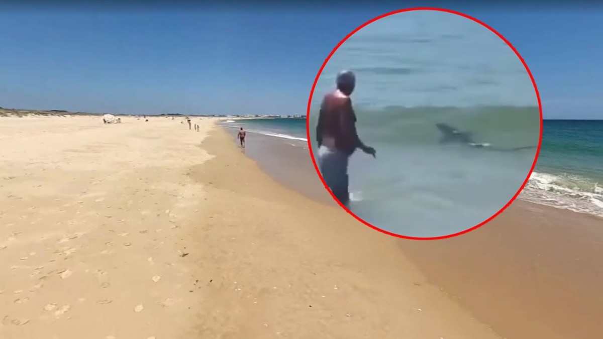 Portugalia: Rekin w popularnym kurorcie. Był tuż obok plażowiczów