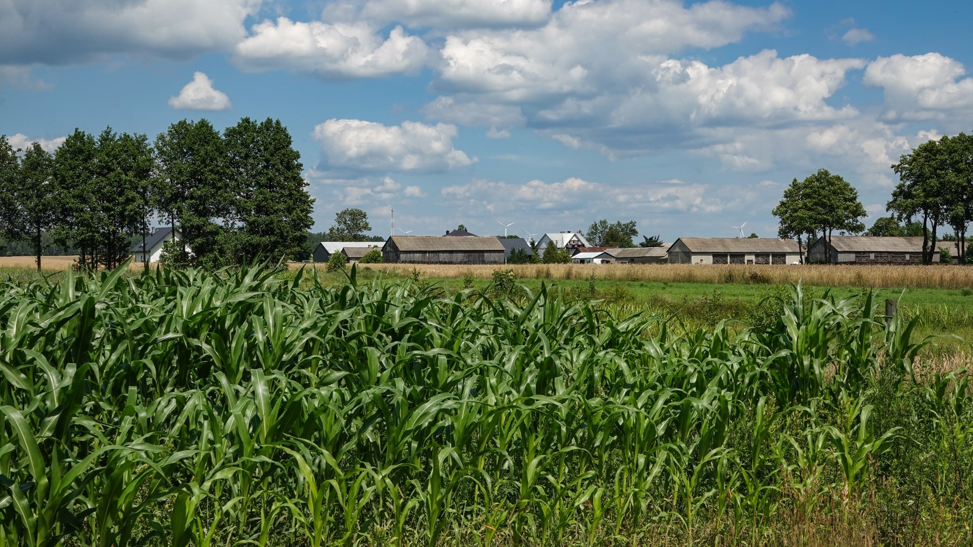 Środek lata w plenerze - zdjęcie 16