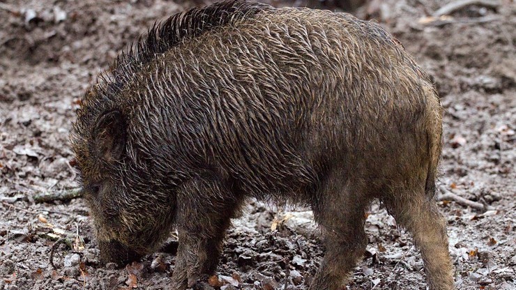 29 dzików padło na afrykański pomór świń w Czechach