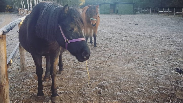 Konie pomagały niepełnosprawnym dzieciom. Ktoś otruł zwierzęta
