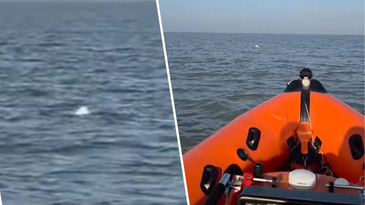Wyjątkowy gość w Morzu Północnym. Pierwszy raz od lat 60