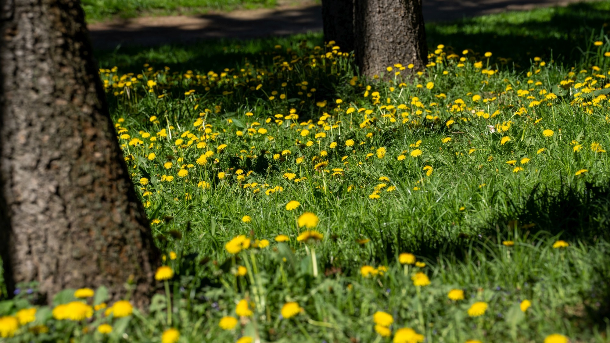 Wiosenna opowieść - zdjęcie 41