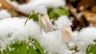 03.04.2023 05:58 Atak zimy. Kilka województw pod śniegiem. Spadło go nawet 13 cm. Od środy kolejne śnieżyce