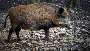 Dziki dzik w lesie na kamienistym podłożu.