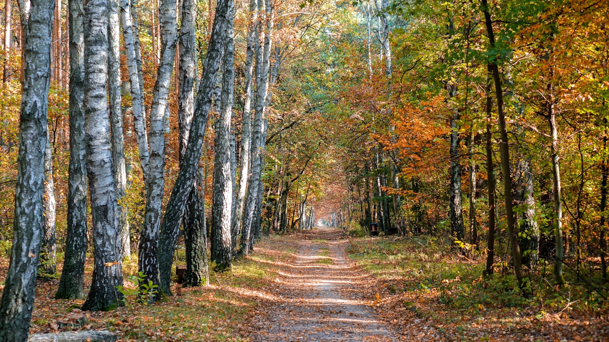 Polskie krajobrazy w 2019 roku - zdjęcie 39