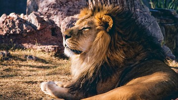 Lew uciekł z parku narodowego w Kenii. Ranił mężczyznę na autostradzie