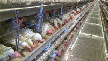 Rosja może zakazać dostaw jaj inkubowanych i żywych kurcząt z Polski