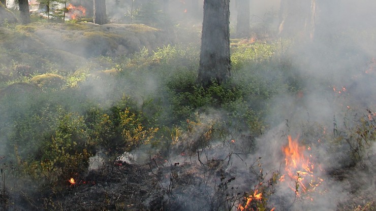 Chile: wynalazek studentów pozwoli wykrywać z wyprzedzeniem pożary lasów