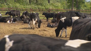 Jest szansa na ratunek dla 170 krów z Lubuskiego. Rozmowy w resorcie rolnictwa