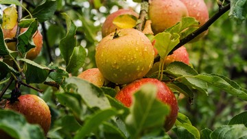 Przycinanie jabłoni – cel, sposoby, terminy