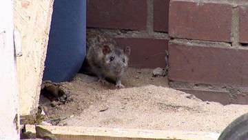 Szczury atakują ludzi w Dęblinie. Urzędnicy zarzucają mieszkańcom, że je... dokarmiają