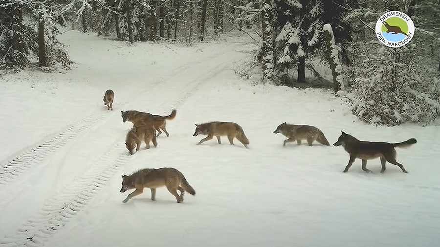 Wataha wilków w Drawieńskim Parku Narodowym.