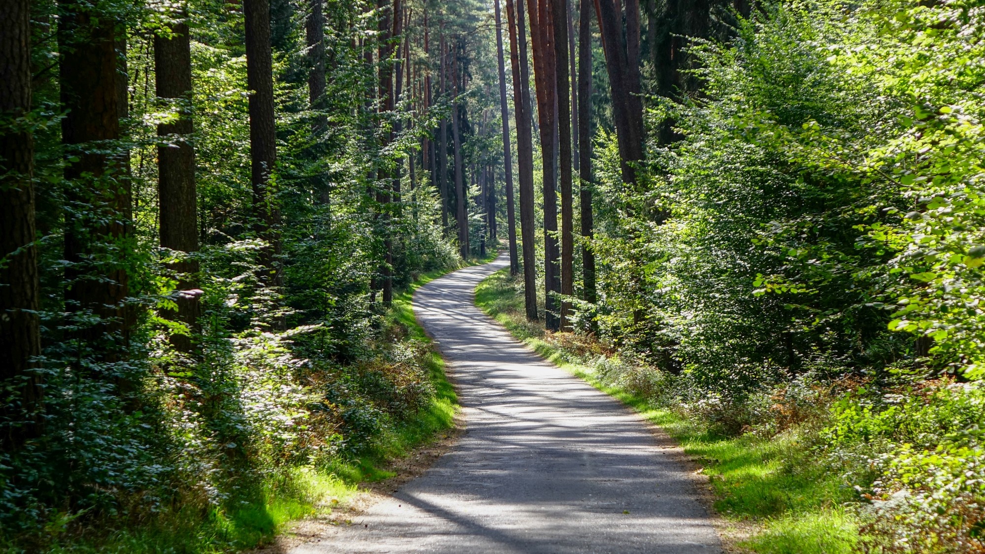 Urocze zakątki w lasach - zdjęcie 104